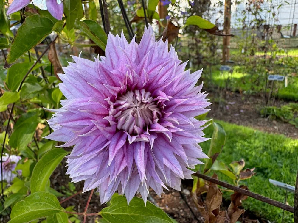 レア!! 遊佐未森/clematis Clematis Fragrant Star - Sugar Creek Gardens Sugar Creek Gardens
